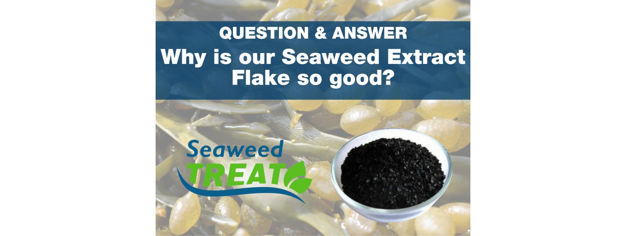 WHY IS OUR SEAWEED EXTRACT SO GOOD